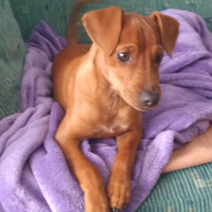 Piki